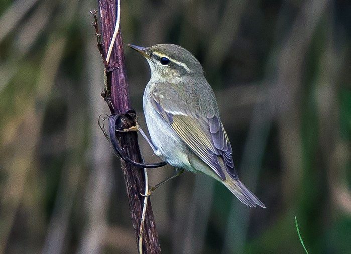 Arctic Warbler