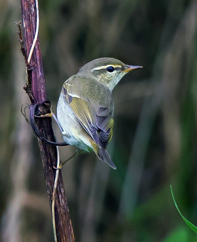 Arctic Warbler