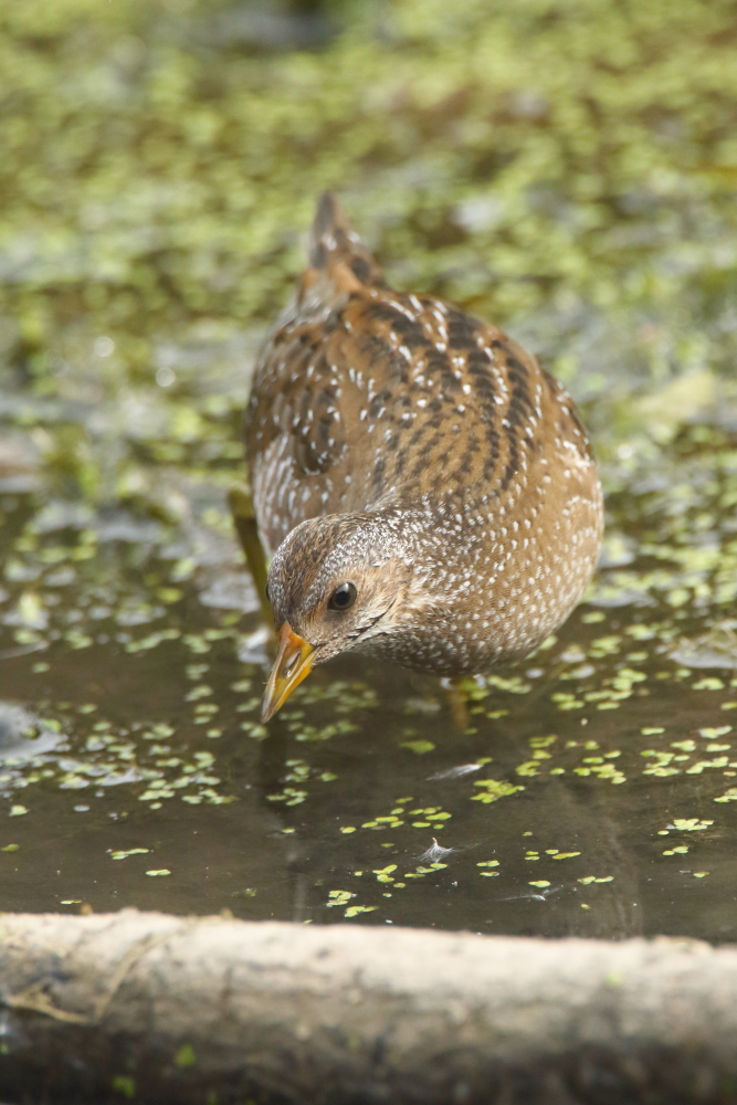 Spotted Crake