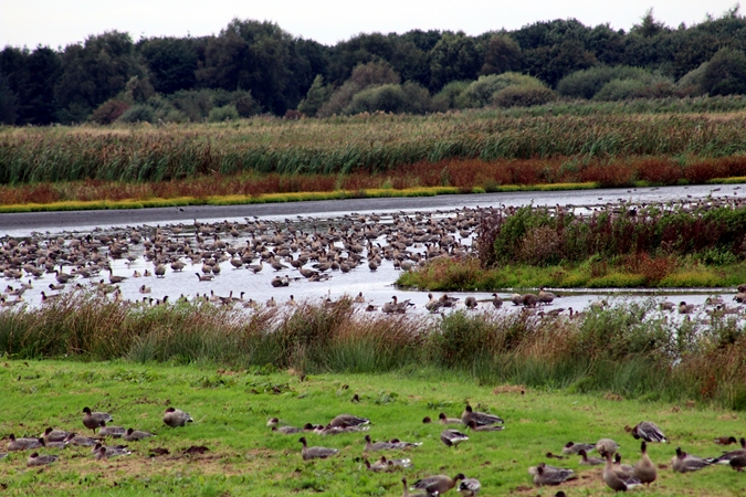 Pink-footed Goose