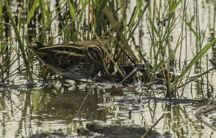 Jack Snipe