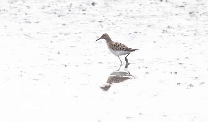 Pectoral Sandpiper