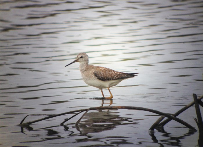 Lesser Yellowlegs