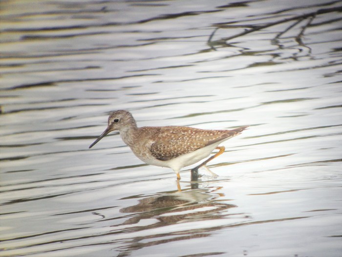 Lesser Yellowlegs