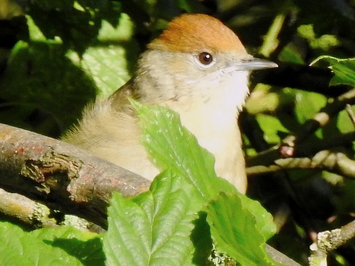 Blackcap