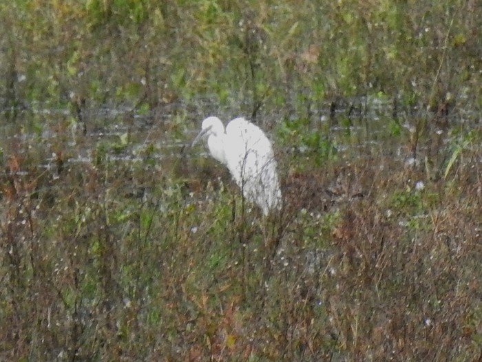 Little Egret