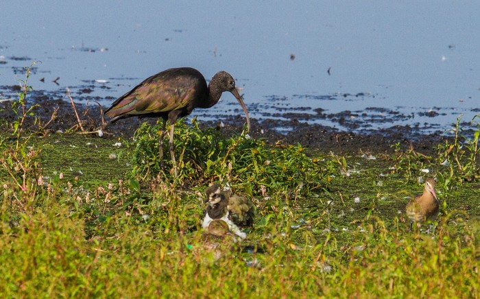 Glossy Ibis