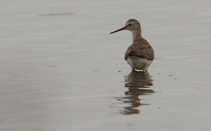 Lesser Yellowlegs
