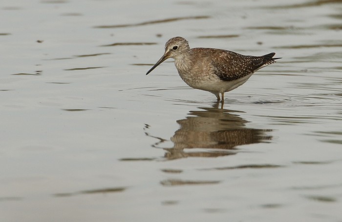Lesser Yellowlegs