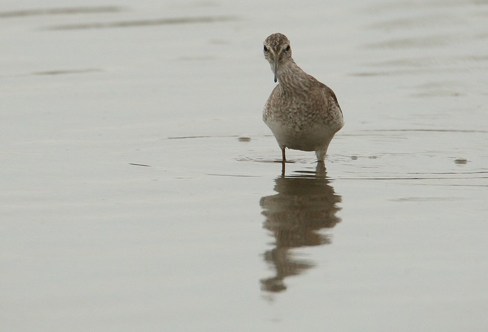 Lesser Yellowlegs