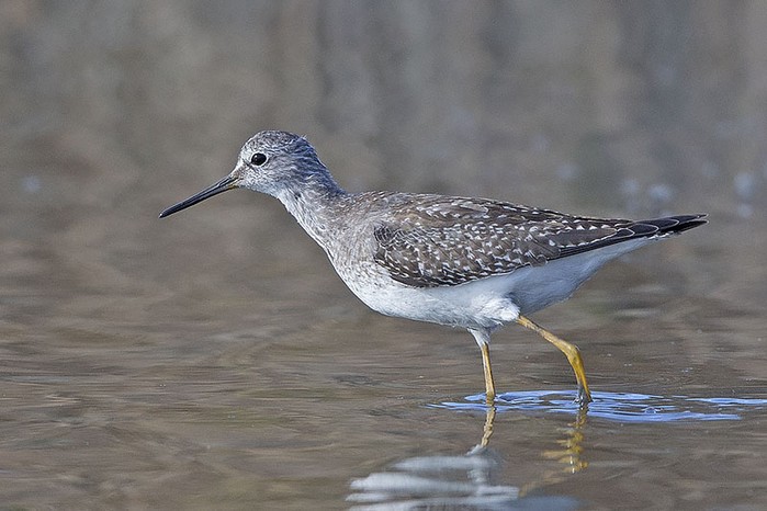 Lesser Yellowlegs