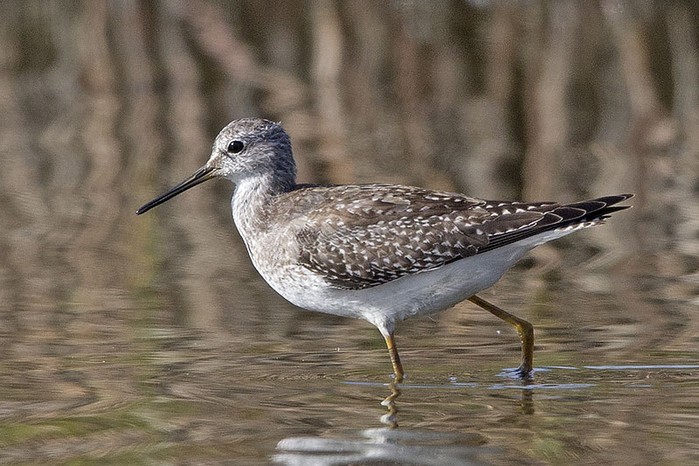 Lesser Yellowlegs