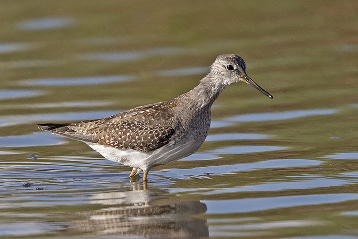 Lesser Yellowlegs