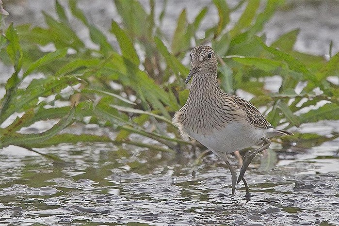 Pectoral Sandpiper