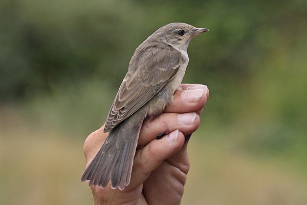 Barred Warbler