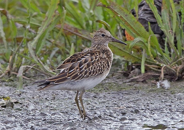 Pectoral Sandpiper