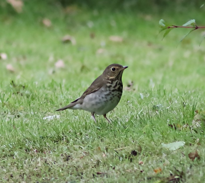 Swainson's Thrush