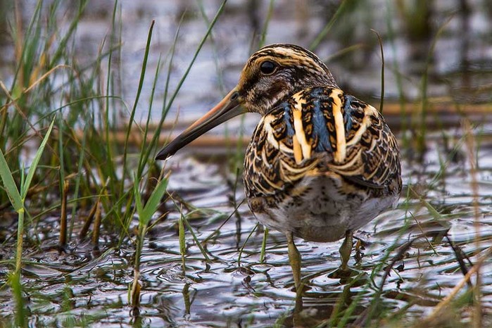 Jack Snipe