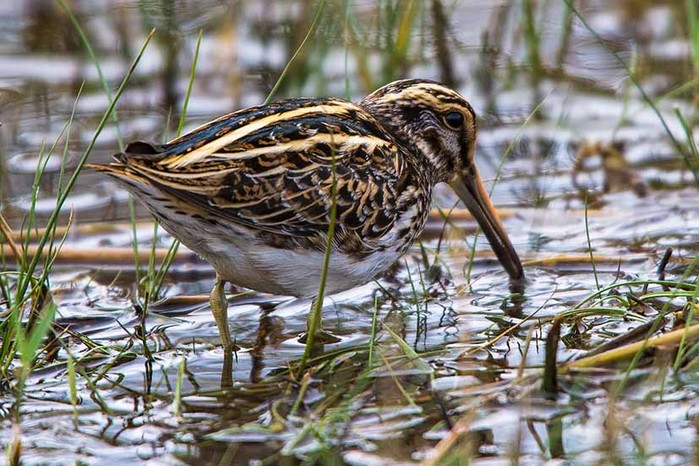 Jack Snipe