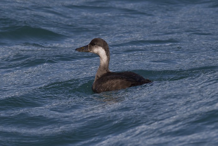 Common Scoter
