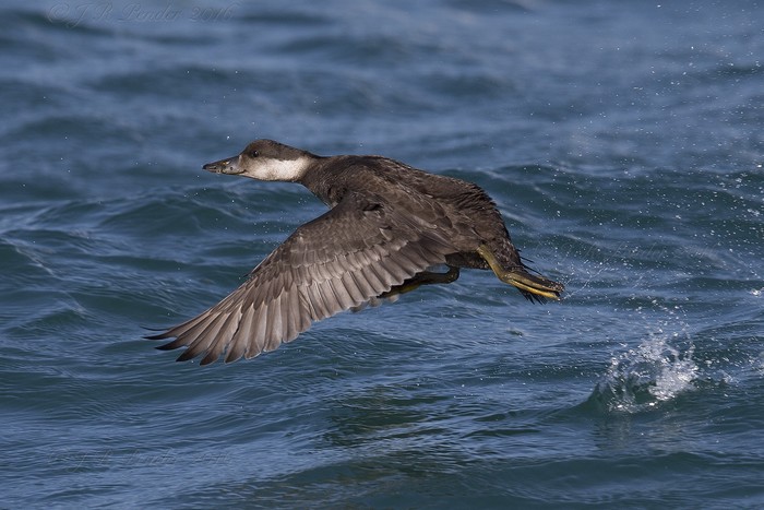 Common Scoter
