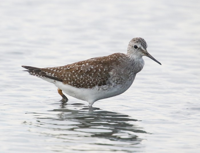 Lesser Yellowlegs