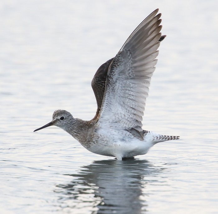 Lesser Yellowlegs