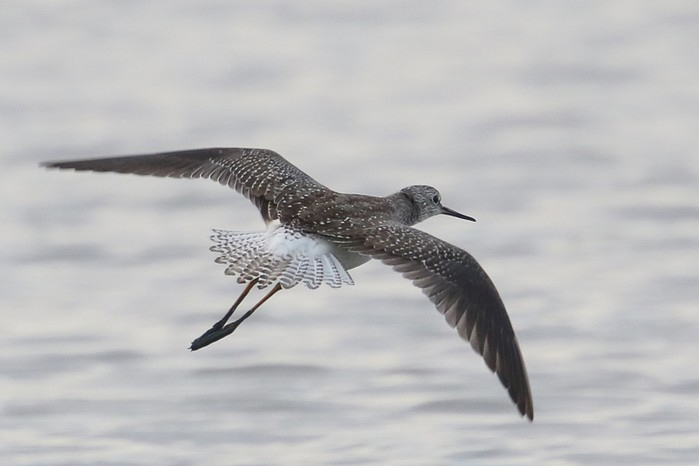 Lesser Yellowlegs