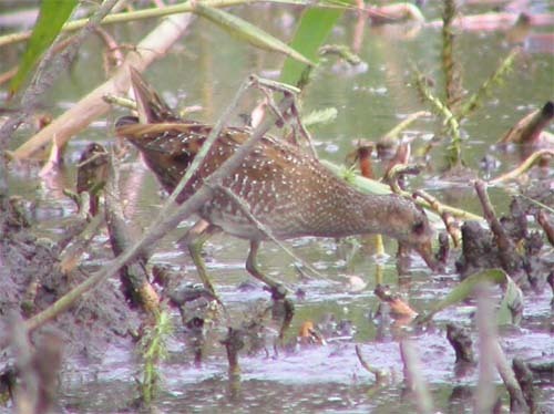 Spotted Crake