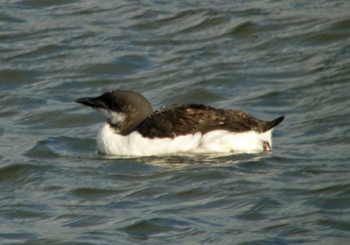 Brunnich's Guillemot