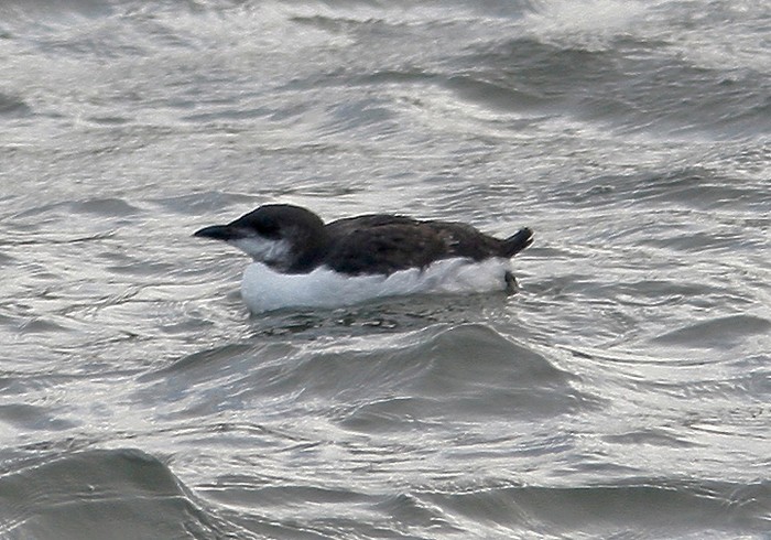 Brunnich's Guillemot