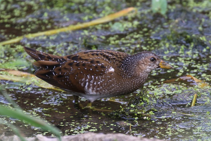 Spotted Crake