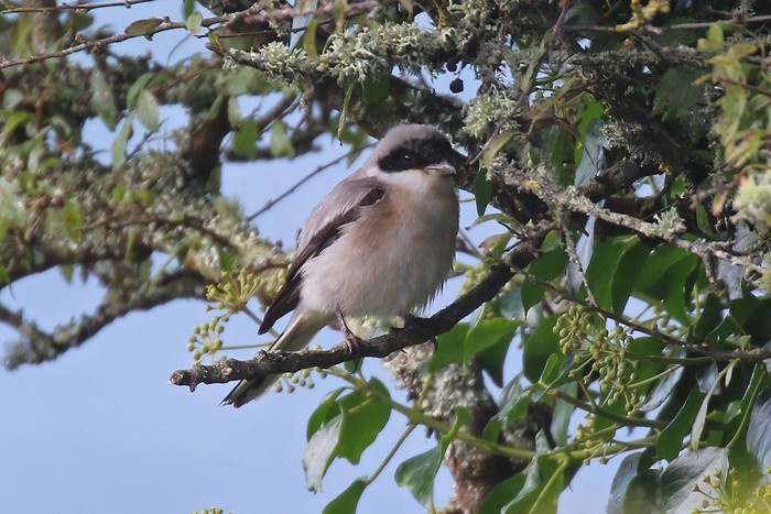 Lesser Grey Shrike