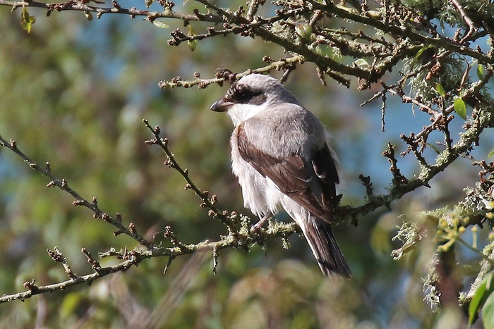 Lesser Grey Shrike