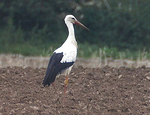White Stork