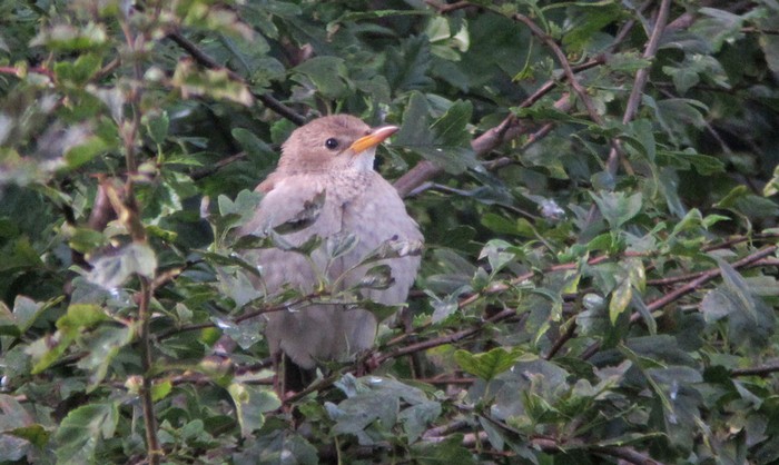 Rose-coloured Starling