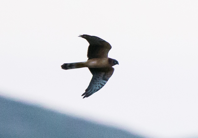 Pallid Harrier