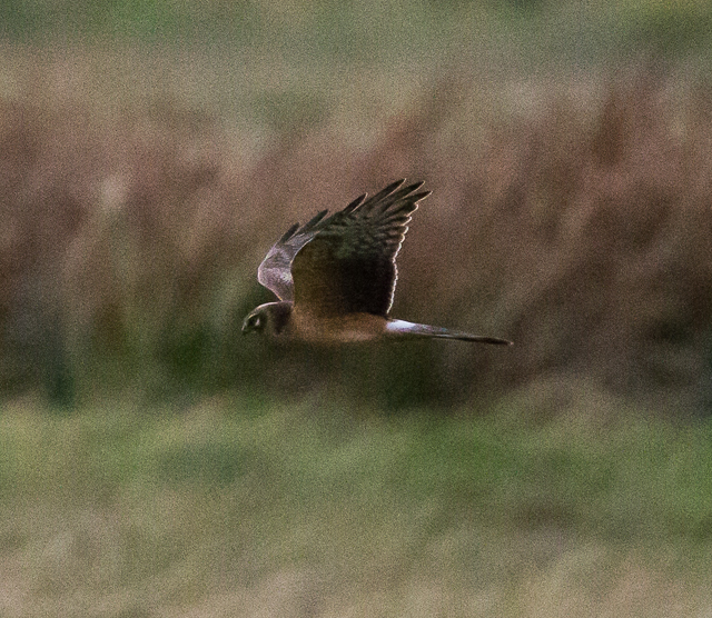 Pallid Harrier