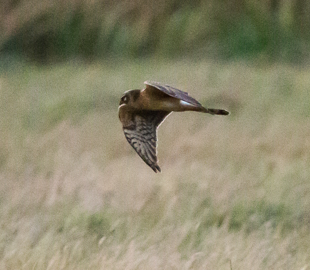 Pallid Harrier