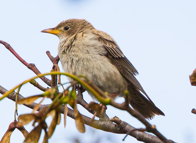 Rose-coloured Starling
