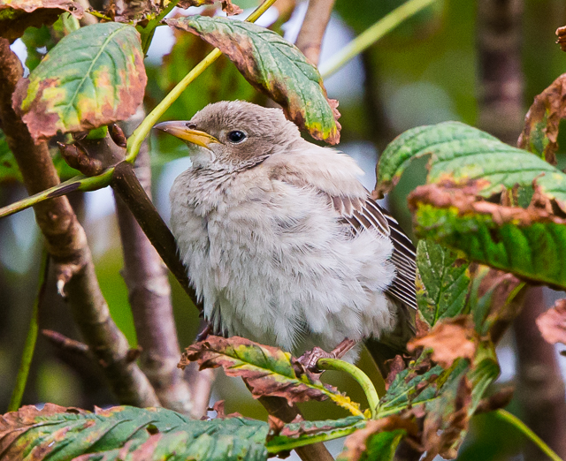 Rose-coloured Starling