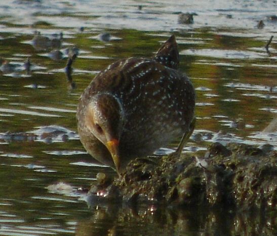 Spotted Crake