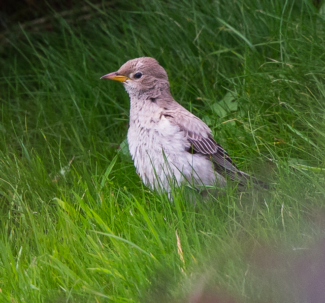 Rose-coloured Starling
