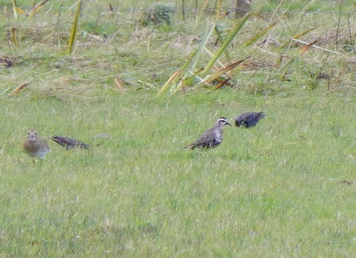 American Golden Plover