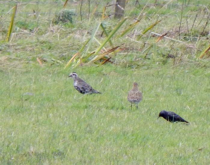 American Golden Plover