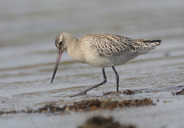 Bar-tailed Godwit