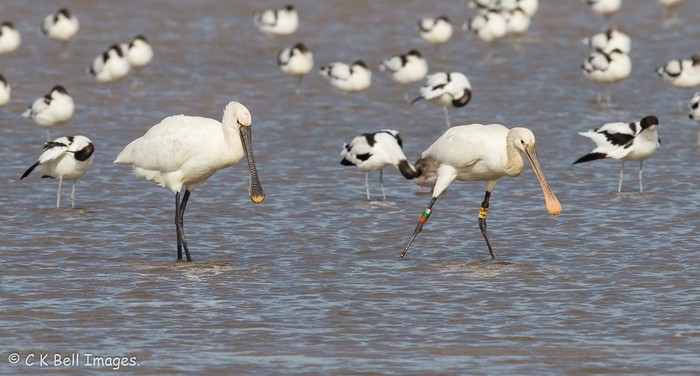 Spoonbill