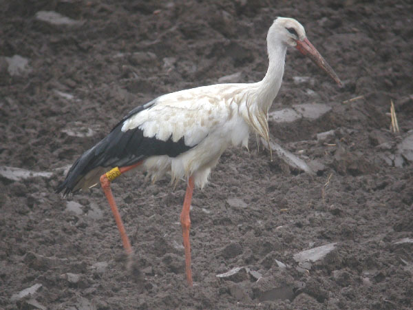 White Stork