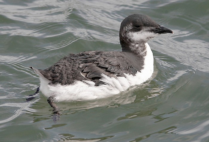 Brunnich's Guillemot