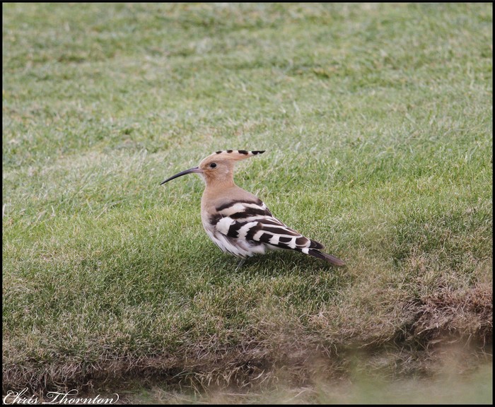 Hoopoe